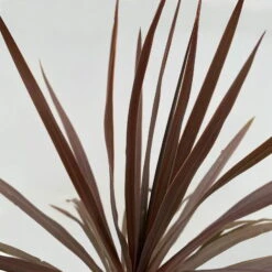 Keulenlilie 'Red Star' Rotlaubig, Topf-Ø 24 Cm, Höhe Ca. 80 Cm -Garten Sicht Verkäufe 0680300127 Cordyline australis Busch T24 Red Star 6 111025 1