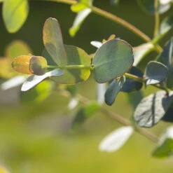 Eukalyptus, Stamm, Topf-Ø 21 Cm, Höhe Ca. 90 Cm -Garten Sicht Verkäufe 0680400001 0680400007 0680400010 0680400016 0680400019 0680400021 Eucalyptus gunii Busch1 77878 2