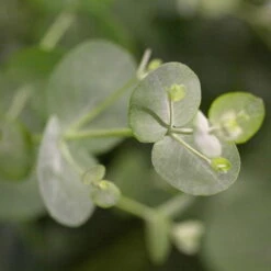 Eukalyptus 'Baby Blue', Busch, Topf-Ø 14 Cm, Höhe Ca. 25 Cm, 2er-Set -Garten Sicht Verkäufe 0680400001 0680400007 0680400010 0680400016 0680400019 0680400021 Eucalyptus gunii Busch 77876 1