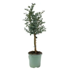 Eukalyptus, Stamm, Topf-Ø 17 Cm, Höhe Ca. 60 Cm -Garten Sicht Verkäufe 0680400002 Eucalyptus gunnii Stamm T17 2 107142