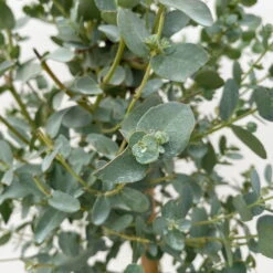 Eukalyptus, Stamm, Topf-Ø 17 Cm, Höhe Ca. 60 Cm -Garten Sicht Verkäufe 0680400002 Eucalyptus gunnii Stamm T17 3 106634