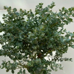 Eukalyptus, Stamm, Topf-Ø 17 Cm, Höhe Ca. 60 Cm -Garten Sicht Verkäufe 0680400002 Eucalyptus gunnii Stamm T17 5 114146