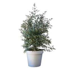 Eukalyptus, Busch, Topf-Ø 30 Cm, Höhe Ca. 80 Cm