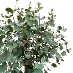 Eukalyptus, Stamm, Topf-Ø 21 Cm, Höhe Ca. 90 Cm -Garten Sicht Verkäufe 0680400038 Eucalyptus gunnii Stamm T21 3 93387 1