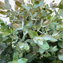 Eucalyptus Globulus, Busch, Topf-Ø 40 Cm -Garten Sicht Verkäufe 0680400042 Eukalyptus globulus Busch T40 5 112239