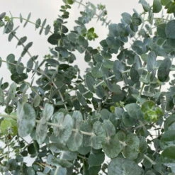 Eukalyptus 'Baby Blue', Busch, Topf-Ø 20 Cm -Garten Sicht Verkäufe 0680400059 Eukalyptus gunnii Busch T20 Baby Blue WS 4 98457