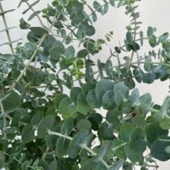 Eukalyptus 'Baby Blue', Busch, Topf-Ø 20 Cm -Garten Sicht Verkäufe 0680400059 Eukalyptus gunnii Busch T20 Baby Blue WS 5 98460