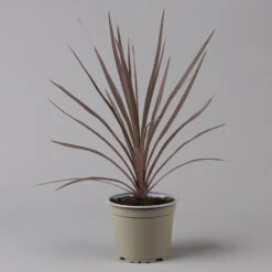 Keulenlilie 'Red Star' Rotlaubig, Topf-Ø 13 Cm, 3er-Set -Garten Sicht Verkäufe 0680400124 cordyline red star 2 124116