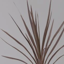 Keulenlilie 'Red Star' Rotlaubig, Topf-Ø 13 Cm, 3er-Set -Garten Sicht Verkäufe 0680400124 cordyline red star 3 124117