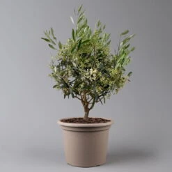 Olivenbaum, Busch, Topf-Ø 24 Cm, Höhe Ca. 80 Cm -Garten Sicht Verkäufe 0681100004 Koelle Olea europaea T24 Busch 2 125585