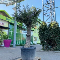 Olivenbaum, Stamm, Topf-Ø 60 Cm, Höhe Ca. 170 Cm -Garten Sicht Verkäufe 0681300001 Koelle Olea europaea Solitaer Stamm T60 H250 1 125592