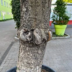 Olivenbaum, Stamm, Topf-Ø 60 Cm, Höhe Ca. 170 Cm -Garten Sicht Verkäufe 0681300001 olea europaea solitaer stamm 5 122299