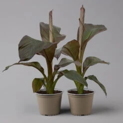 Rote Zierbanane, Topf-Ø 14 Cm, Höhe Ca. 40 Cm, 2er-Set