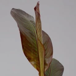 Rote Zierbanane, Topf-Ø 14 Cm, Höhe Ca. 40 Cm, 2er-Set -Garten Sicht Verkäufe 0683100020 ensete ventricosum rote banane 3 124582