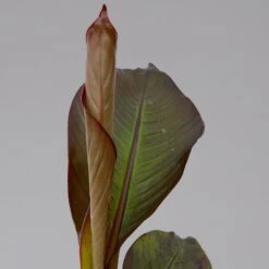 Rote Zierbanane, Topf-Ø 14 Cm, Höhe Ca. 40 Cm, 2er-Set -Garten Sicht Verkäufe 0683100020 ensete ventricosum rote banane 10 124583