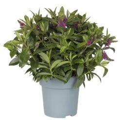 Hebe Lila, Topf-Ø 15 Cm, 3er-Set -Garten Sicht Verkäufe 0690100125 koelle hebe t15 magenta nikka 1 68834