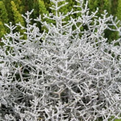 Mixtopf 'Silberstruktur', 3er-Set, Grau-silber, Topf 13 Cm Ø -Garten Sicht Verkäufe 0690100135 Calocephalus brownii 12 13cm Topf 01 43993 2