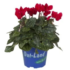 Alpenveilchen 'Outland', Rot/weiß, Topf-Ø 10,5 Cm, 6er-Set -Garten Sicht Verkäufe 0690100139 koelle cyclame t10 5 rot outland 1 68830