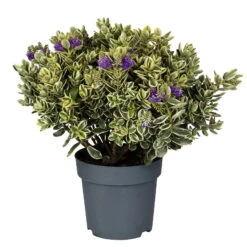 Hebe Buntlaubig, Topf-Ø 23 Cm -Garten Sicht Verkäufe 0690100149 koelle hebe t23 buntlaubig katarina 1 68828