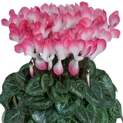 Alpenveilchen 'Indiaka® Geflammt, Farben Zufällig, Topf-Ø 12 Cm, 6er-Set -Garten Sicht Verkäufe 0690100290 koelle Cyclame Indiaka Salmon geflammt 6er Set 79801