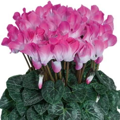 Alpenveilchen 'Indiaka® Geflammt, Farben Zufällig, Topf-Ø 12 Cm, 6er-Set -Garten Sicht Verkäufe 0690100291 Koelle Cyclame Indiaka Rose geflammt 6er Set 79802