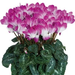 Alpenveilchen 'Indiaka® Geflammt, Farben Zufällig, Topf-Ø 12cm, 3er-Set -Garten Sicht Verkäufe 0690100292 Koelle Cyclame Indiaka Bright Purple geflammt 6er Set 79803 1