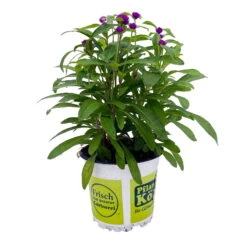 Kugelamarant, Lila, Topf-Ø 12 Cm, 6er-Set