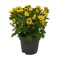 Chrysanthemen 'Swifty', Gelb, Topf-Ø 12 Cm, 6er-Set -Garten Sicht Verkäufe 0690110158 Chrysanthemum indicum Swifty T12 gelb 6er Set WS 1 95628
