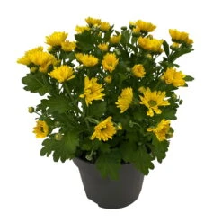 Chrysanthemen 'Swifty', Gelb, Topf-Ø 12 Cm, 6er-Set -Garten Sicht Verkäufe 0690110158 Chrysanthemum indicum Swifty T12 gelb 6er Set WS 2 95629