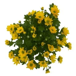 Chrysanthemen 'Swifty', Farben Zufällig, Topf-Ø 12 Cm, 6er-Set -Garten Sicht Verkäufe 0690110158 Chrysanthemum indicum Swifty T12 gelb 6er Set WS 4 95630 1