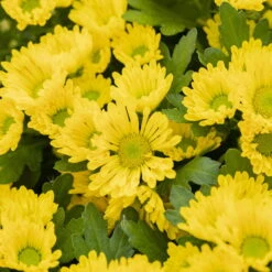 Chrysanthemen 'Swifty', Farben Zufällig, Topf-Ø 12 Cm, 6er-Set -Garten Sicht Verkäufe 0690110158 Chrysanthemum indicum gelb Swifty 6er Set 2 79193 1