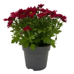 Chrysanthemen 'Swifty', Rot, Topf-Ø 12 Cm, 6er-Set -Garten Sicht Verkäufe 0690110160 Chrysanthemum indicum Swifty T12 rot 6er Set WS 1 95634