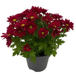 Chrysanthemen 'Swifty', Farben Zufällig, Topf-Ø 12 Cm, 6er-Set -Garten Sicht Verkäufe 0690110160 Chrysanthemum indicum Swifty T12 rot 6er Set WS 3 95635 1