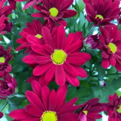Chrysanthemen 'Swifty', Farben Zufällig, Topf-Ø 12 Cm, 6er-Set -Garten Sicht Verkäufe 0690110160 Chrysanthemum indicum Swifty T12 rot 6er Set WS 4 95582 1