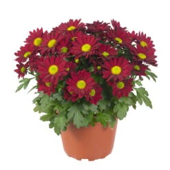 Chrysanthemen 'Swifty', Rot, Topf-Ø 12 Cm, 6er-Set -Garten Sicht Verkäufe 0690110160 Chrysanthemum indicum rot Swifty 6er Set 2 79197