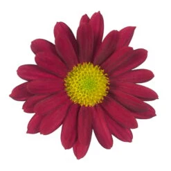 Chrysanthemen 'Swifty', Rot, Topf-Ø 12 Cm, 6er-Set -Garten Sicht Verkäufe 0690110160 Chrysanthemum indicum rot Swifty 6er Set 79199