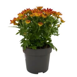 Chrysanthemen 'Swifty', Farben Zufällig, Topf-Ø 12 Cm, 6er-Set -Garten Sicht Verkäufe 0690110161 Chrysanthemum indicum Swifty T12 orange bicolor 6er Set WS 1 95636 1