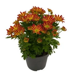 Chrysanthemen 'Swifty', Farben Zufällig, Topf-Ø 12 Cm, 6er-Set -Garten Sicht Verkäufe 0690110161 Chrysanthemum indicum Swifty T12 orange bicolor 6er Set WS 2 95637 1