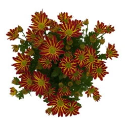 Chrysanthemen 'Swifty', Orange, Topf-Ø 12 Cm, 6er-Set -Garten Sicht Verkäufe 0690110161 Chrysanthemum indicum Swifty T12 orange bicolor 6er Set WS 3 95638