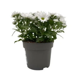 Chrysanthemen 'Swifty', Farben Zufällig, Topf-Ø 12 Cm, 6er-Set -Garten Sicht Verkäufe 0690110162 Chrysanthemum indicum Swifty T12 weiss 6er Set WS 2 95639 1