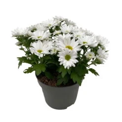 Chrysanthemen 'Swifty', Weiß, Topf-Ø 12 Cm, 6er-Set -Garten Sicht Verkäufe 0690110162 Chrysanthemum indicum Swifty T12 weiss 6er Set WS 3 95640