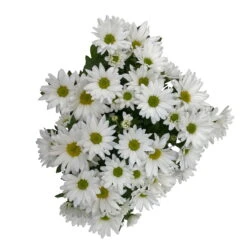 Chrysanthemen 'Swifty', Weiß, Topf-Ø 12 Cm, 6er-Set -Garten Sicht Verkäufe 0690110162 Chrysanthemum indicum Swifty T12 weiss 6er Set WS 4 95641