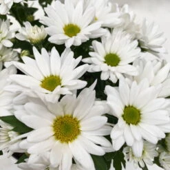 Chrysanthemen 'Swifty', Farben Zufällig, Topf-Ø 12 Cm, 6er-Set -Garten Sicht Verkäufe 0690110162 Chrysanthemum indicum Swifty T12 weiss 6er Set WS 6 95581 1