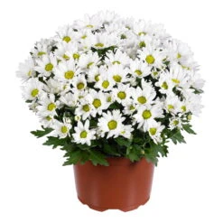 Chrysanthemen 'Swifty', Weiß, Topf-Ø 12 Cm, 6er-Set -Garten Sicht Verkäufe 0690110162 Chrysanthemum indicum weiss Swifty 6er Set 1 79202