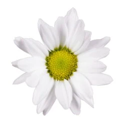 Chrysanthemen 'Swifty', Weiß, Topf-Ø 12 Cm, 6er-Set -Garten Sicht Verkäufe 0690110162 Chrysanthemum indicum weiss Swifty 6er Set 79203