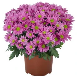 Chrysanthemen 'Swifty', Farben Zufällig, Topf-Ø 12 Cm, 6er-Set -Garten Sicht Verkäufe 0690110163 Chrysanthemum indicum Swifty T12 rosa 6er Set 1 95349 1