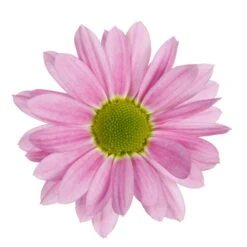 Chrysanthemen 'Swifty', Farben Zufällig, Topf-Ø 12 Cm, 6er-Set -Garten Sicht Verkäufe 0690110163 Chrysanthemum indicum Swifty T12 rosa 6er Set 3 95348 1