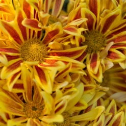 Chrysanthemen 'Rainbow Lake Worth' Gelb-rot Gestreift, Topf-Ø 14 Cm, 4er-Set -Garten Sicht Verkäufe 0690110192 KB chrysanthemum indicum 6er Set Rainbow Lake Worth gelb rot ungefuellt201 79438