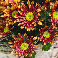 Chrysanthemen 'Splash Energy', Rot-gelb, Topf-Ø 14 Cm, 4er-Set -Garten Sicht Verkäufe 0690110198 Chrysanthemum Splash Energy image003 79361