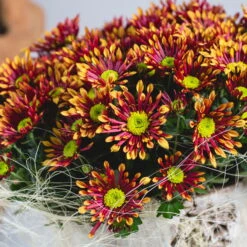 Chrysanthemen 'Splash Energy', Rot-gelb, Topf-Ø 14 Cm, 4er-Set -Garten Sicht Verkäufe 0690110198 Chrysanthemum Splash Energy image006 79358